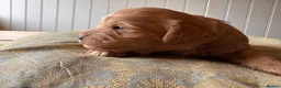 Mixed Breed dogs for sale: Delightful Schnockerpoo Puppies  - Advert 26