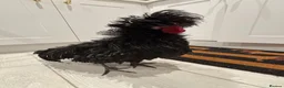 Chickens poultry for sale: Gorgeous Polish Cockerel  in Ascot - Advert 2