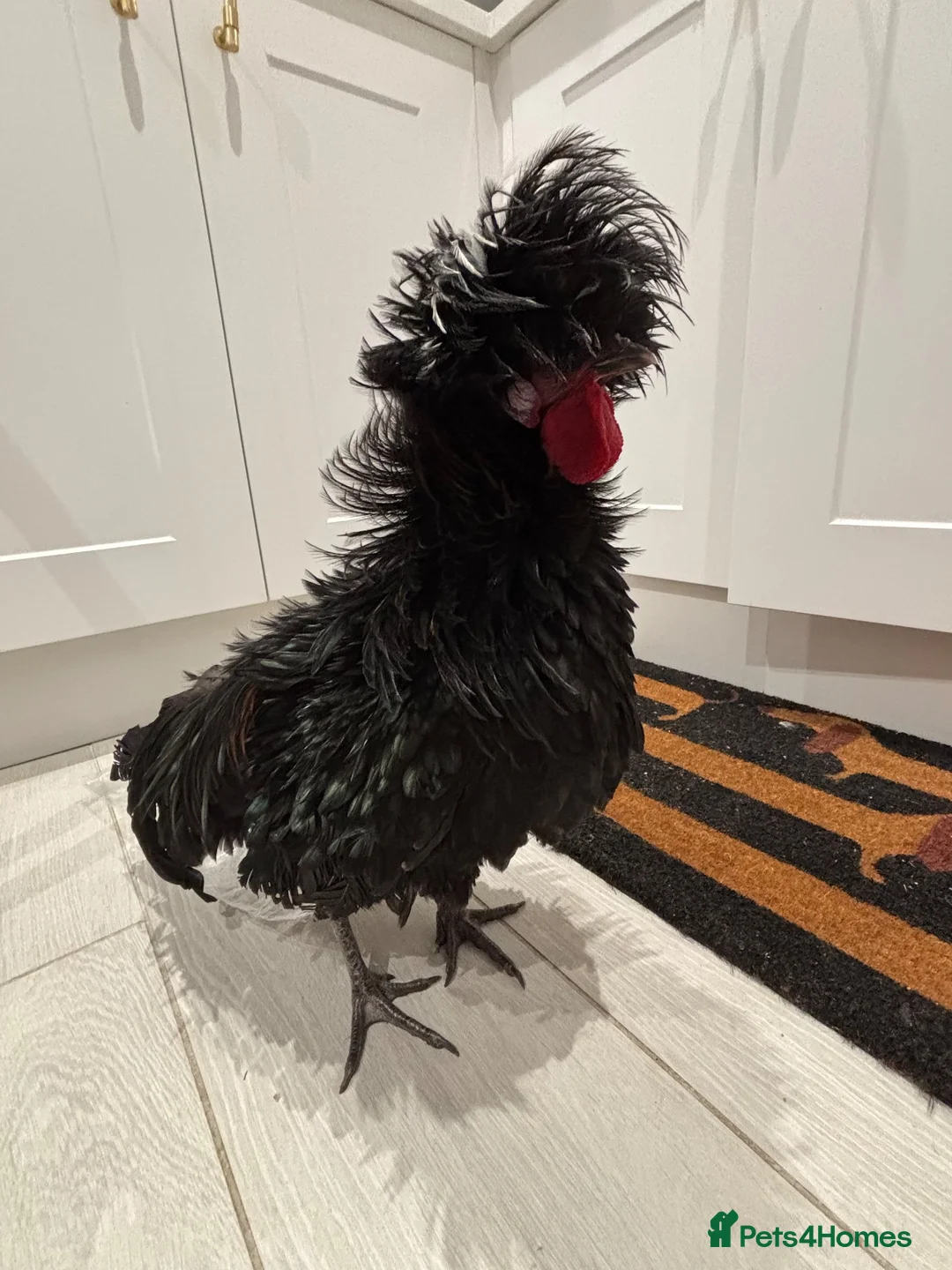 Chickens poultry for sale: Gorgeous Polish Cockerel  in Ascot - Advert 2
