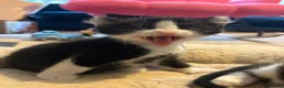 Mixed Breed cats for sale: Beautiful Tuxedo Kittens - Extraordinary Whiskers - Advert 7