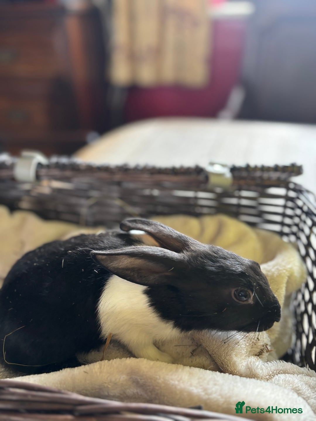 English Lop rabbits for sale: Beautiful English rabbits for sale  - Image 7