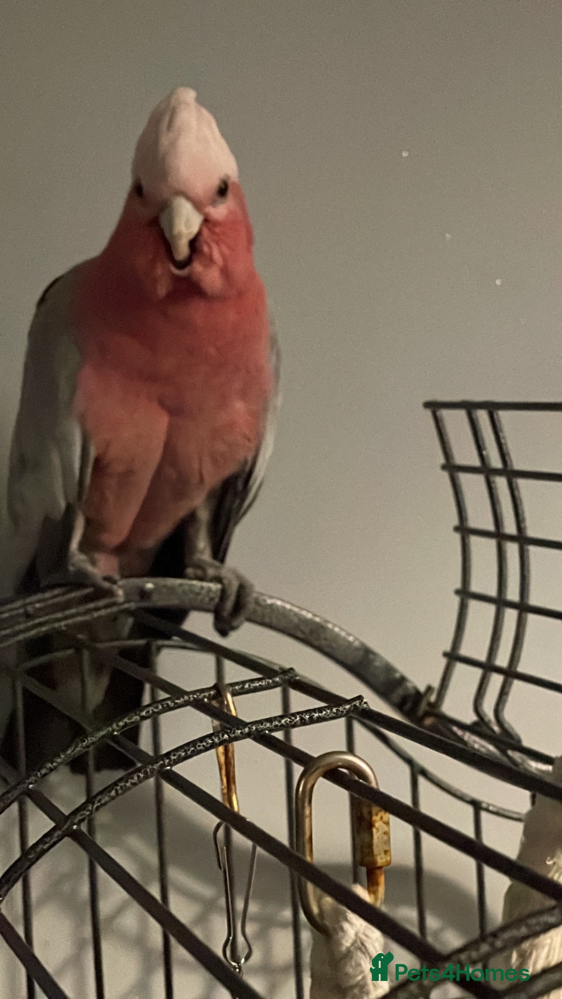 Parrots birds Gorgeous Gallah  - Advert 4