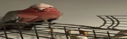 Parrots birds for sale: Gorgeous Gallah  in Halifax - Advert 1