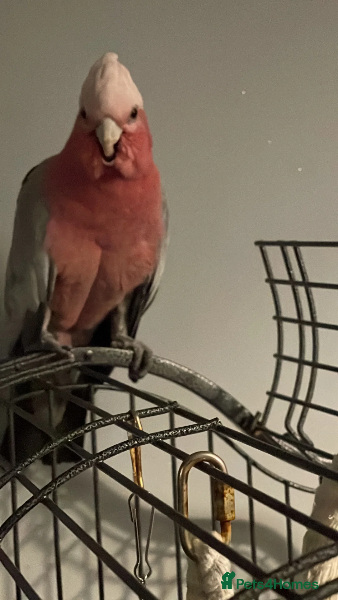 Parrots birds for sale: Gorgeous Gallah  in Halifax - Advert 1