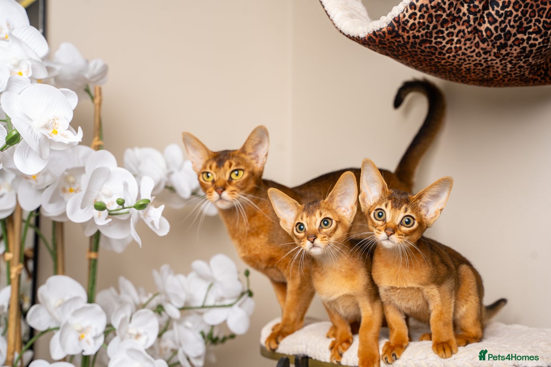 Abyssinian cats for sale: Premium Abyssinian kittens-TICA- Champion Pedigree - Image 37