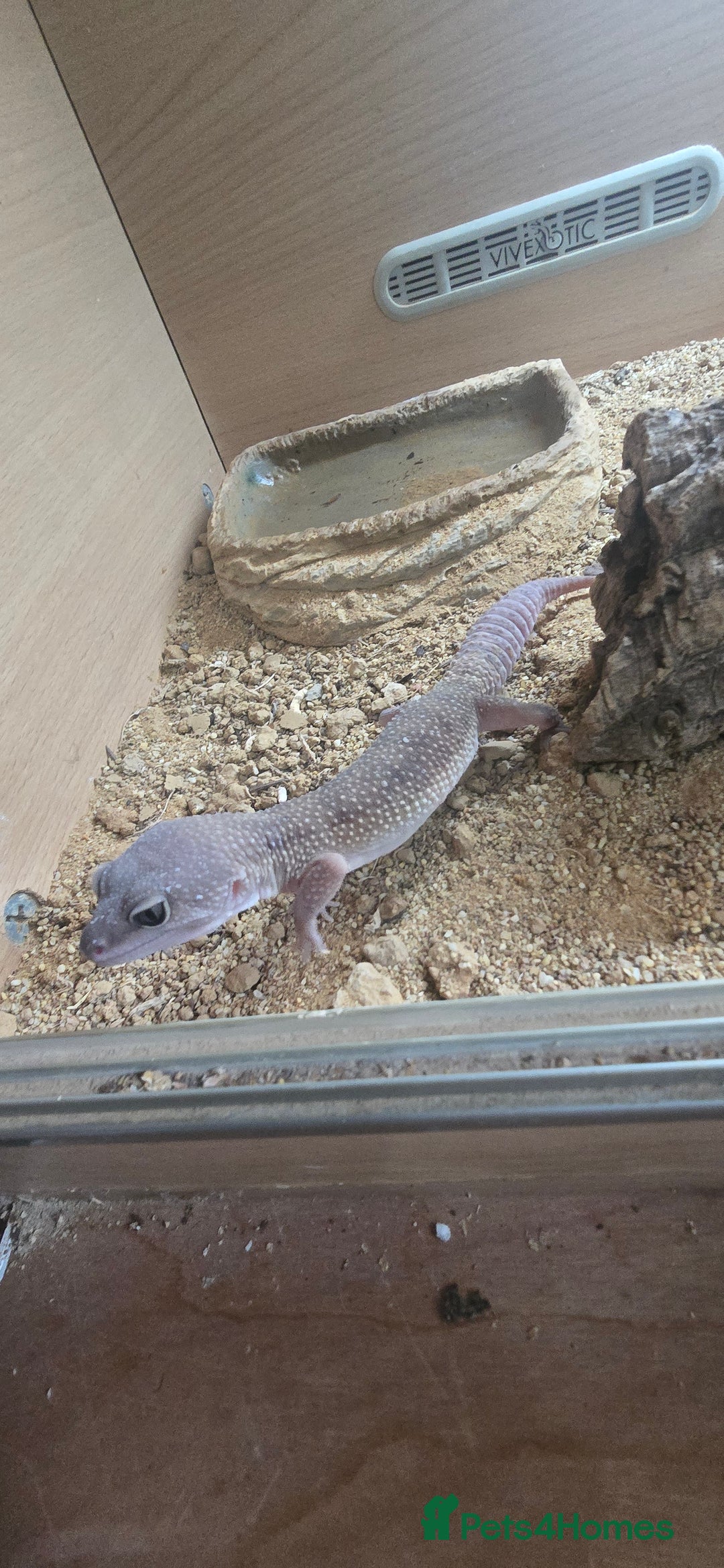 Gecko reptiles for sale: Breeding pair leopard geckos  - Image 4