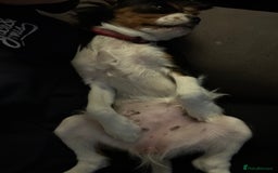 Cavalier King Charles Spaniel dogs for sale: 2 Female King Charles Cavaliers   - Advert 16