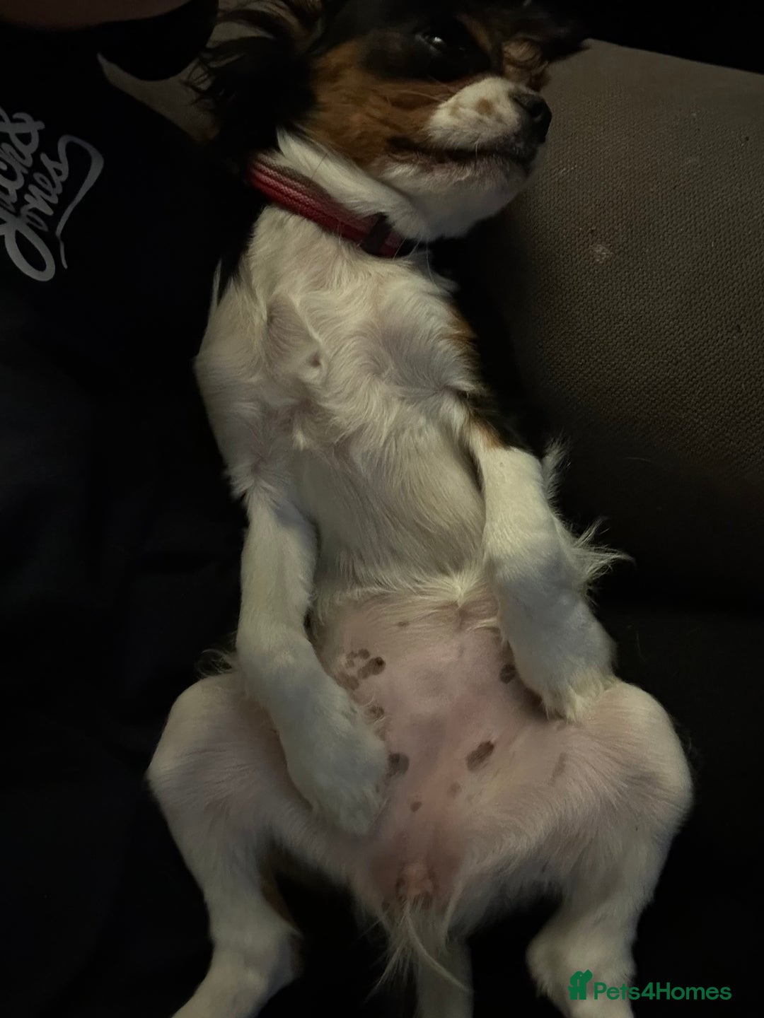 Cavalier King Charles Spaniel dogs for sale: 2 Female King Charles Cavaliers   - Advert 16