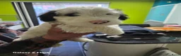 Sealyham Terrier dogs for sale: Sealyham Terrier  - Advert 4