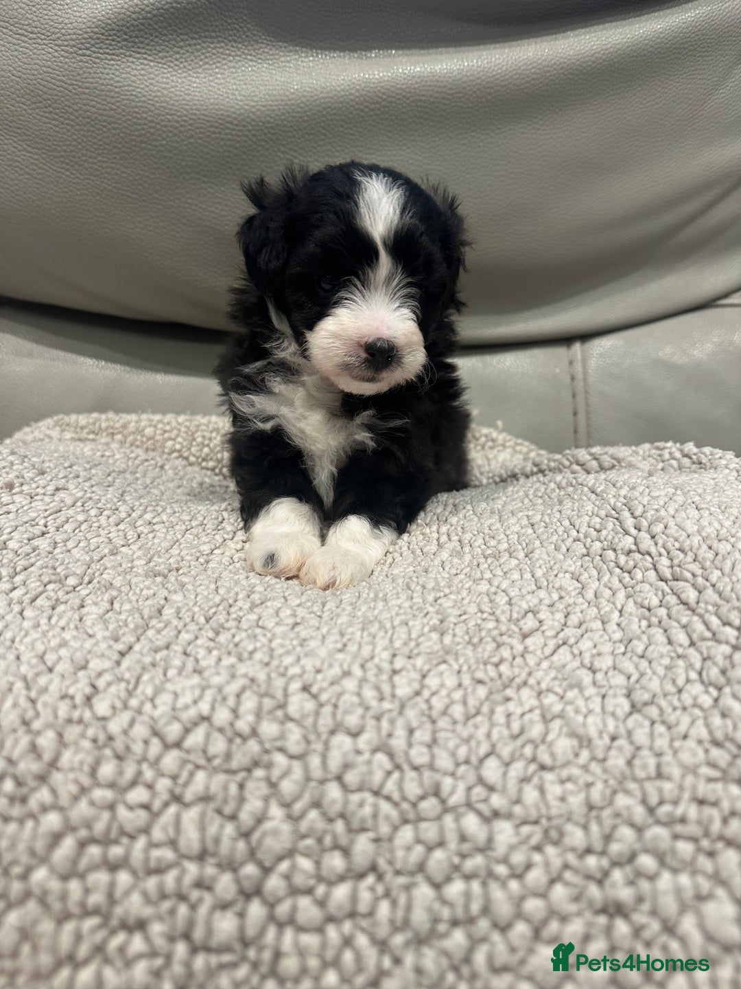 Maltipoo dogs for sale: Very small Maltipoo  - Image 9
