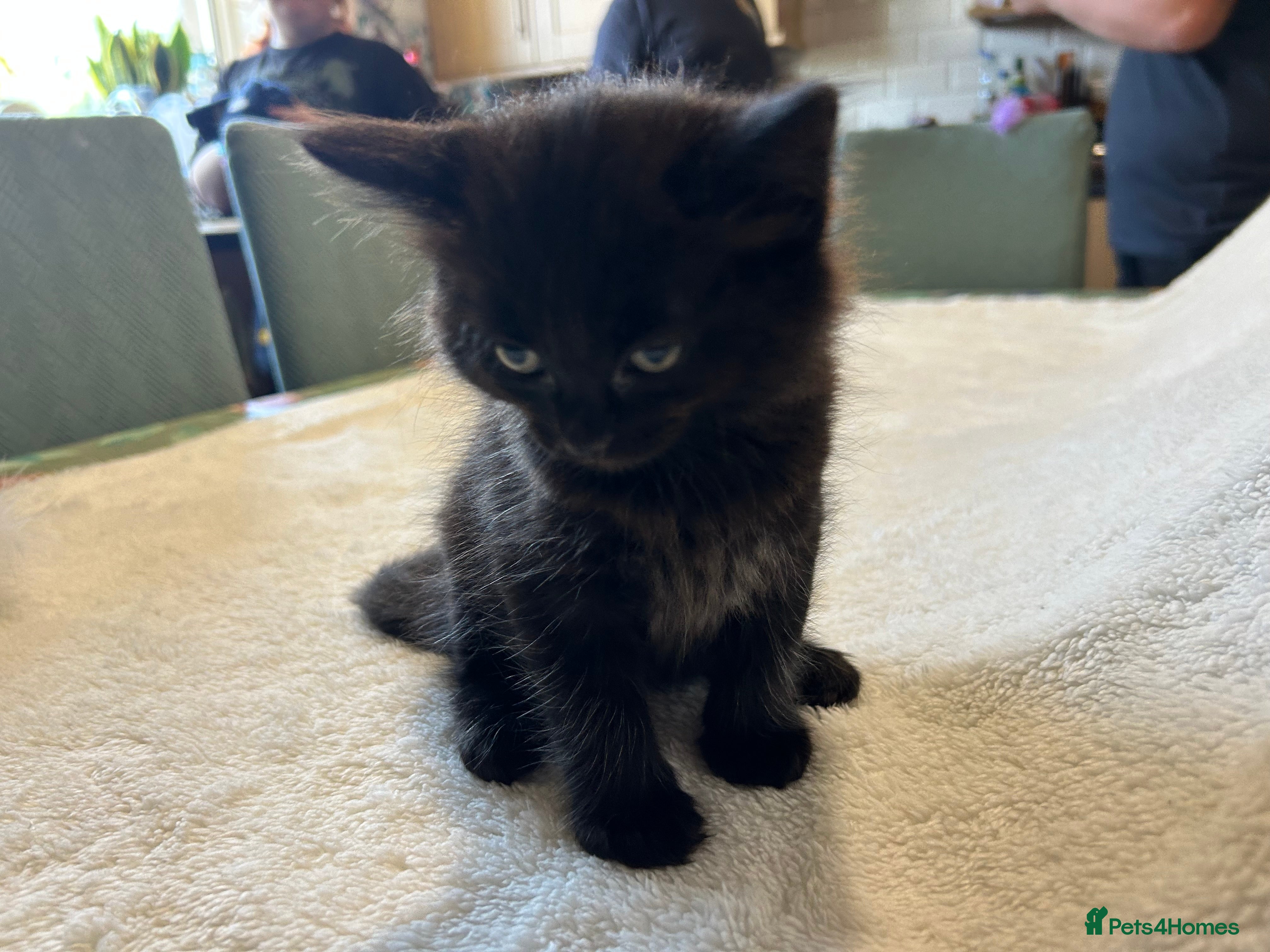 Mixed Breed cats Ragdoll x kittens  - Advert 5