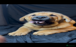 Mixed Breed dogs for sale: Beautiful chow x Newfoundland puppies - Image 2