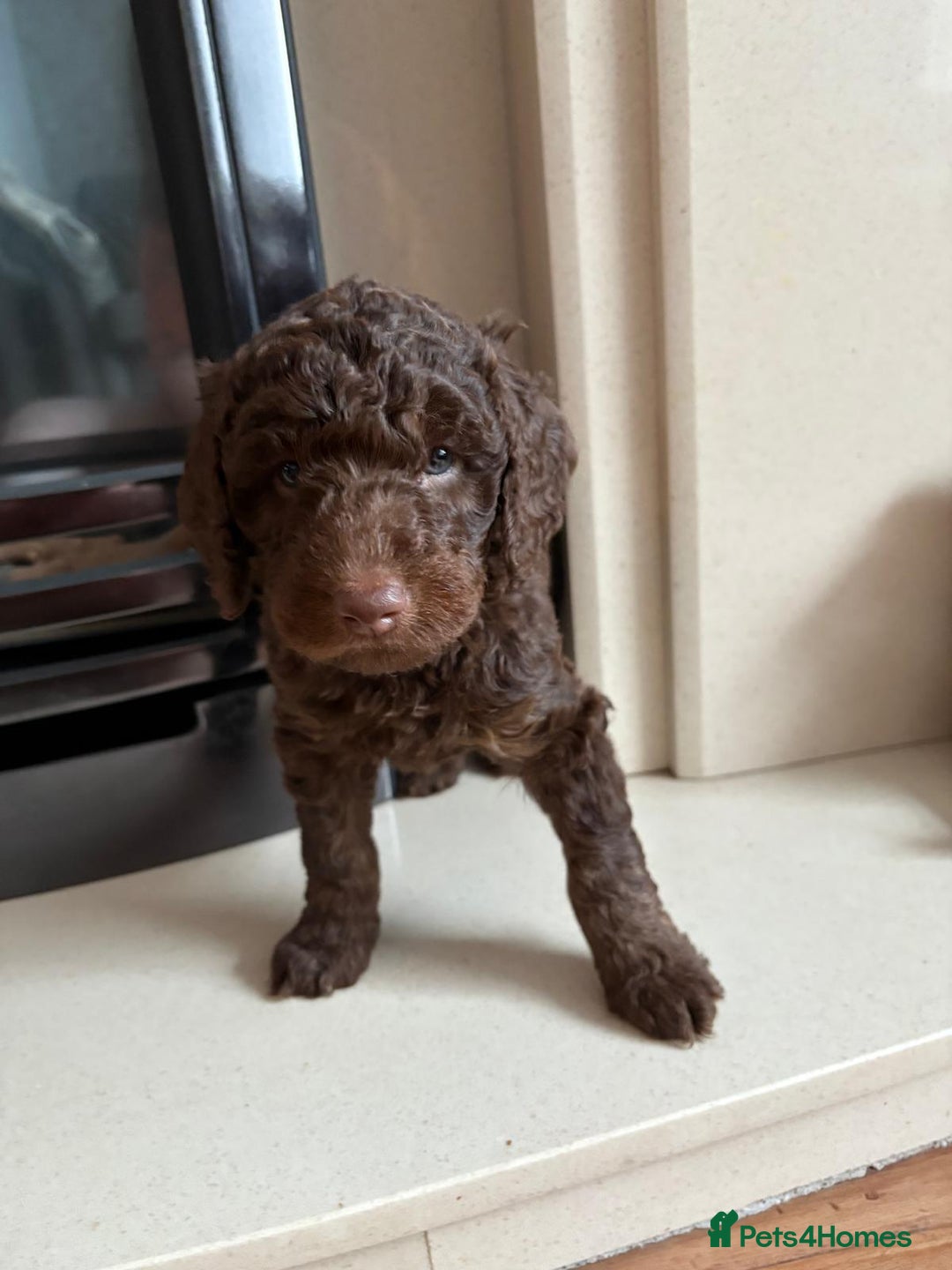 Australian Labradoodle dogs for sale: Australian Labradoodle - Image 13