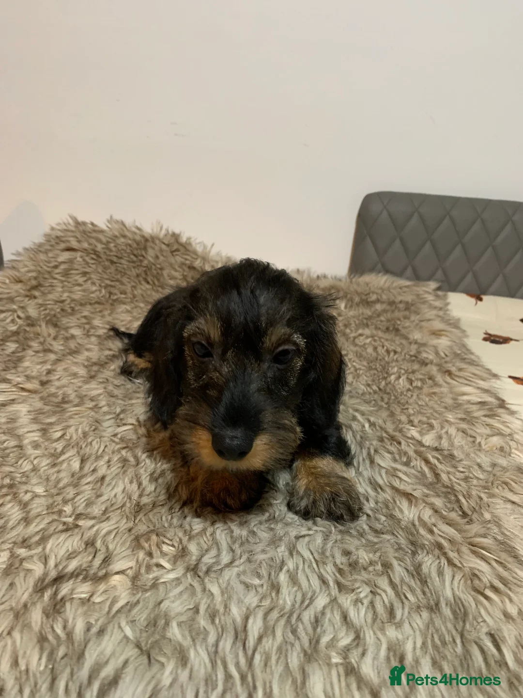 Miniature Dachshund dogs for sale: Miniature wirehaired daschunds - Advert 6