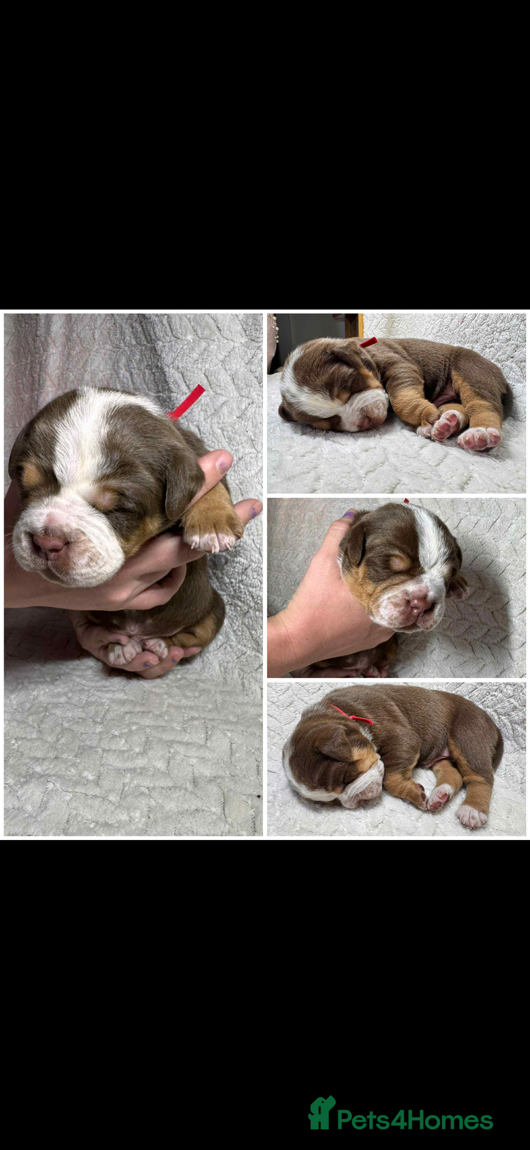 Old Tyme Bulldog dogs for stud: Stunning Visual Fluffy Chocolate Merle - Advert 5