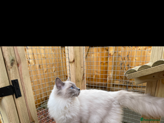 Ragdoll cats - Advert 14