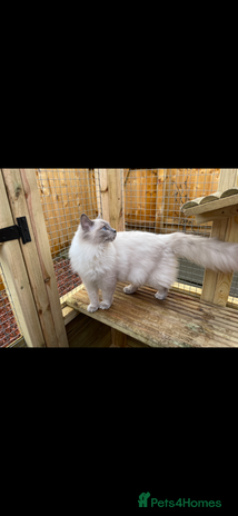 Ragdoll cats - Advert 1