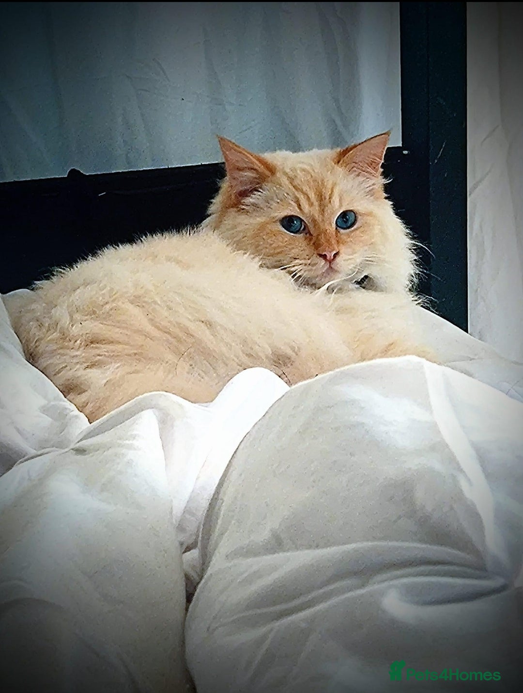Ragdoll cats for sale: Boy 3/4 ragdoll kitten - Image 6