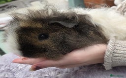 Guinea Pig rodents for sale: 3 beautiful females for sale  - Image 4