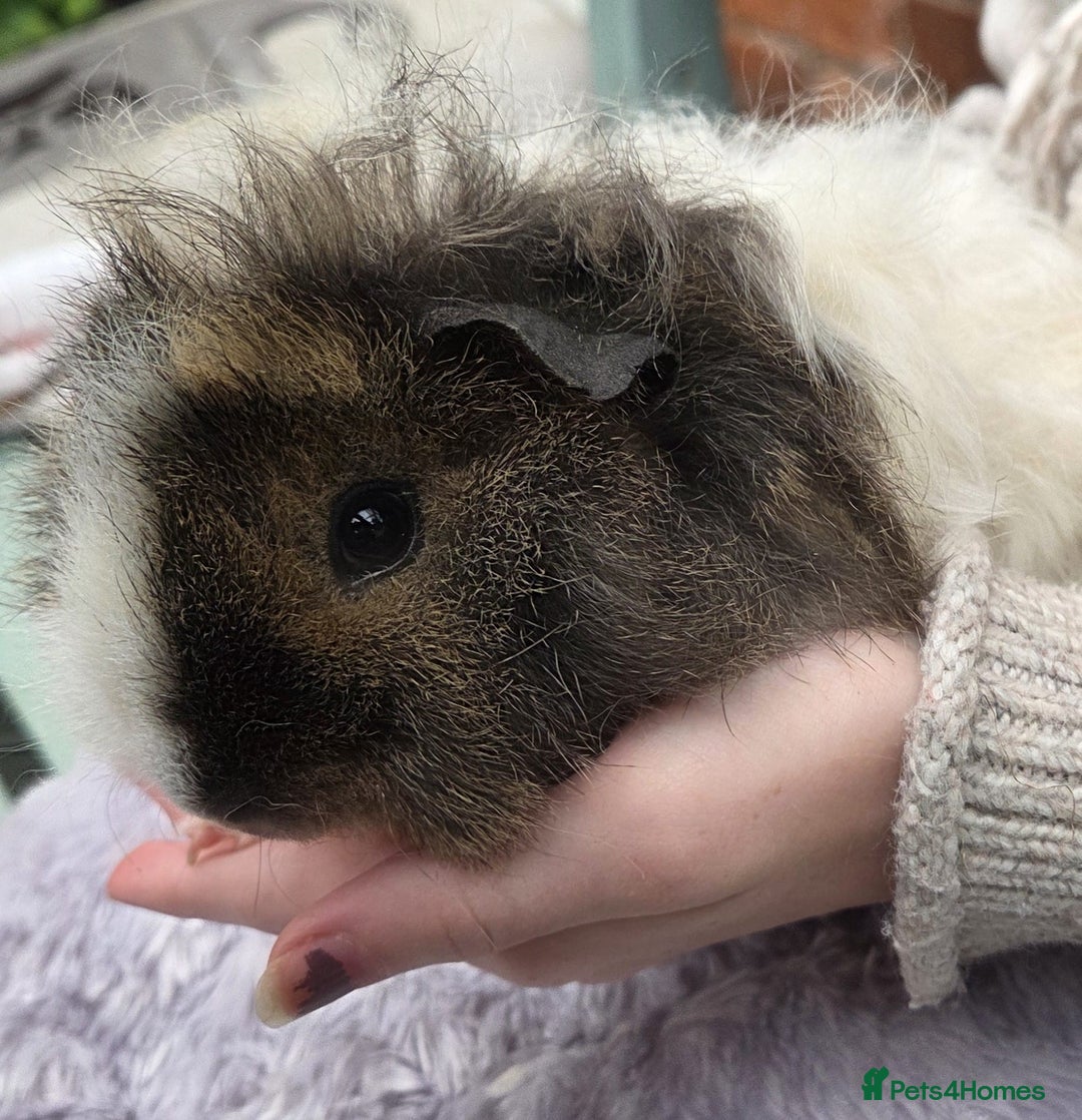 Guinea Pig rodents for sale: 3 beautiful females for sale  - Image 4
