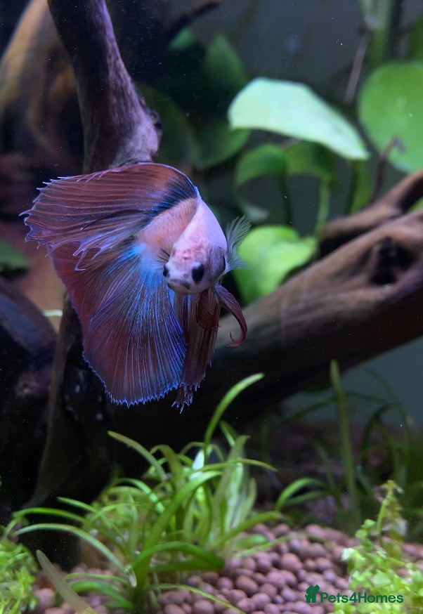 Bettas fish male betta  - Advert 8