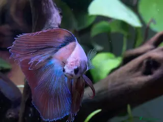 Bettas fish male betta - Advert 8