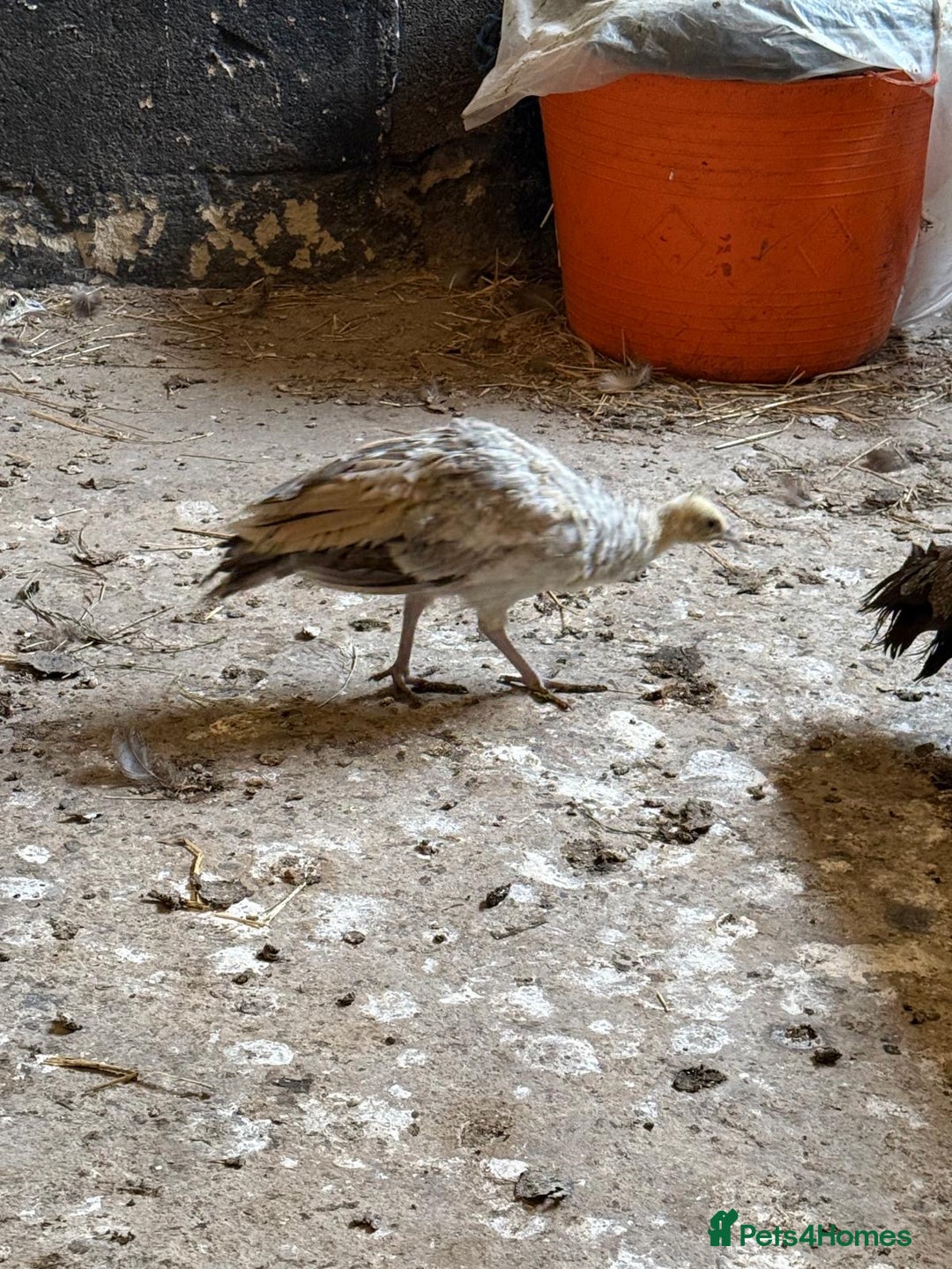 Peafowl poultry for sale: Mixed peafowl 10 weeks old  - Image 3
