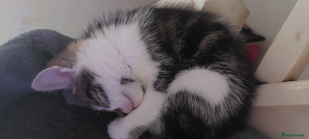 British Shorthair cats for sale: Kittens for sale - Advert 7