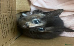 American Shorthair cats for sale: Cute kittens for sale - Image 10