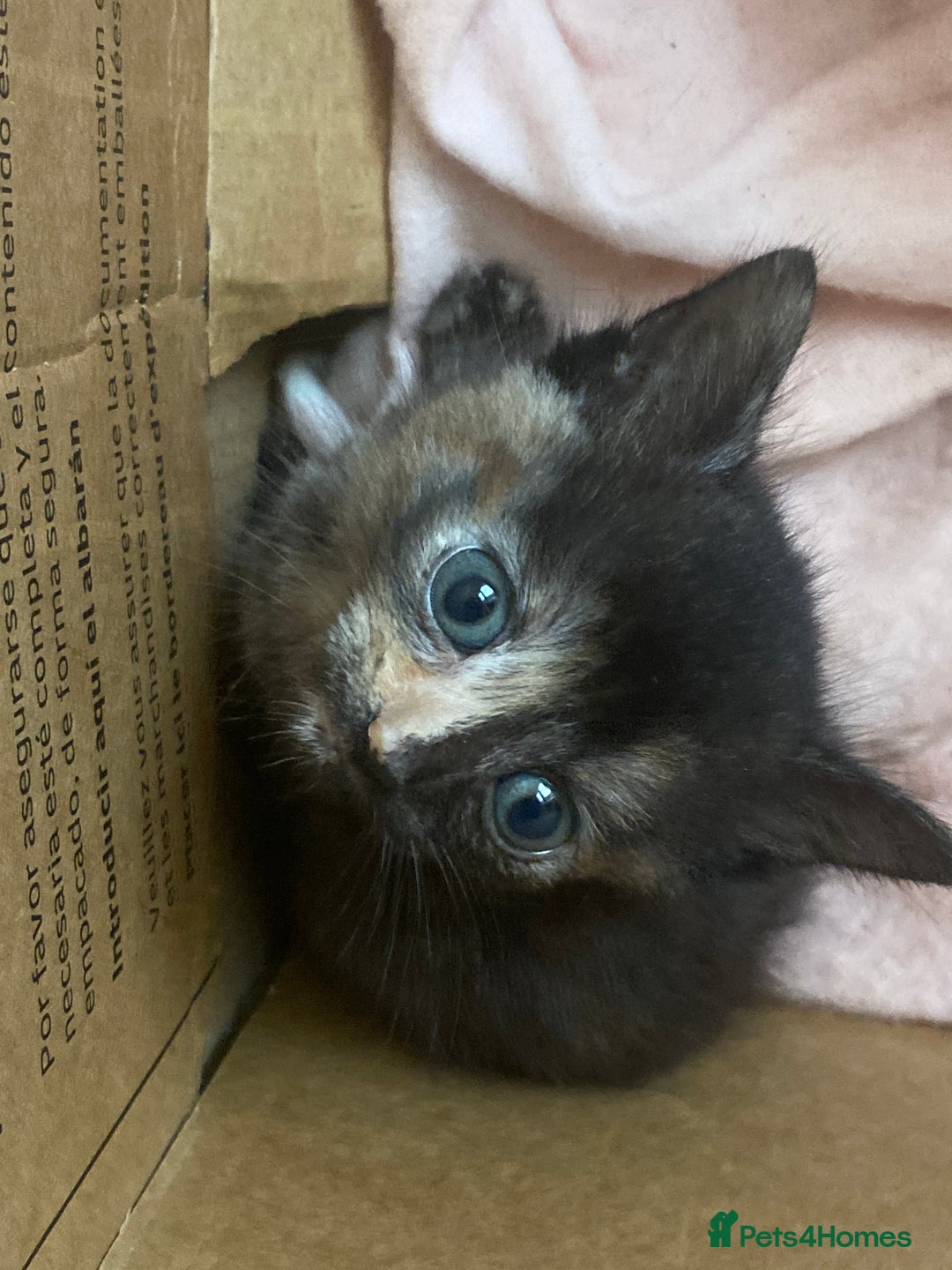 American Shorthair cats for sale: Cute kittens for sale - Image 10