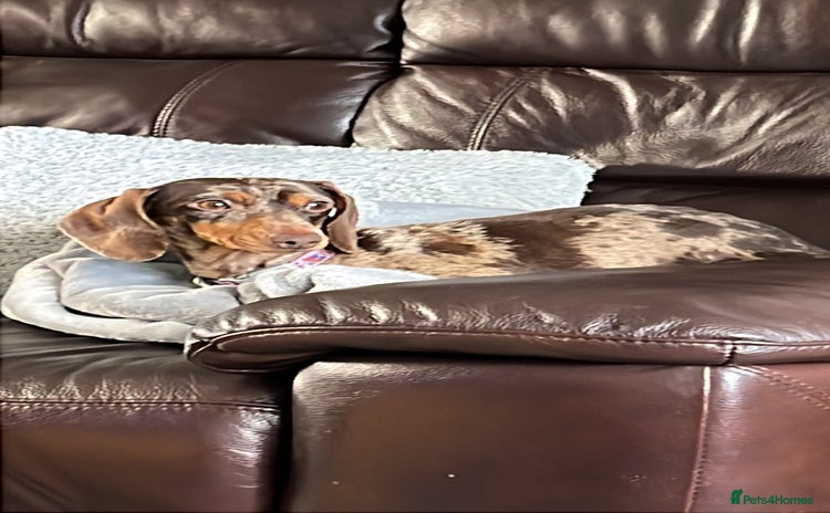 Dachshund dogs - Advert 3