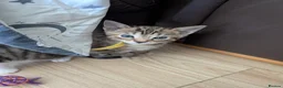 Bengal cats for sale: 😻😻 Beautiful Bengal Cross Kittens For Sale 😻😻 - Advert 29