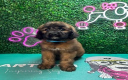 Saint Bernard dogs for sale: *Reduced* F1 St Berdoodle  - Image 32