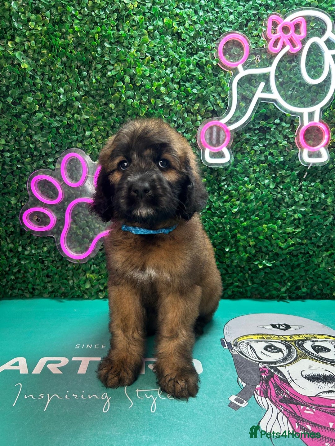 Saint Bernard dogs for sale: *Reduced* F1 St Berdoodle  - Image 32