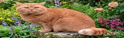 British Shorthair cats for stud: 🐯 European Import Champion Red BSH Boy ,BG-B😺 - Advert 1