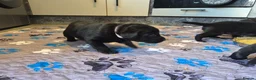 Labrador Retriever dogs for sale: Labrador black puppies  - Advert 14