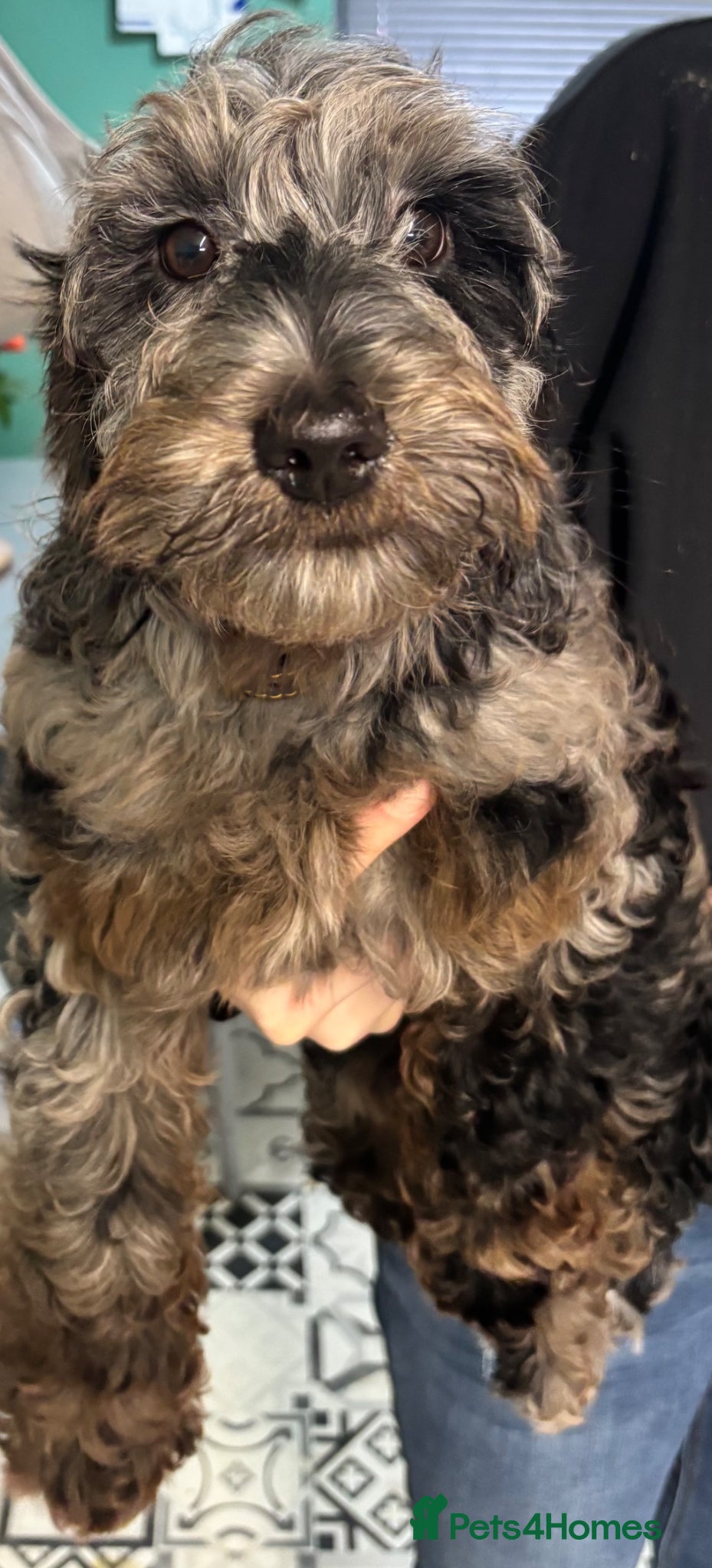 Cockapoo dogs 18 week old male Cockapoo - Advert 1