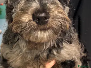 Cockapoo dogs 18 week old male Cockapoo - Advert 1