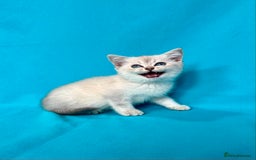 British Shorthair cats for sale: 🐾Purebred BSH kittens🐾 - Image 4
