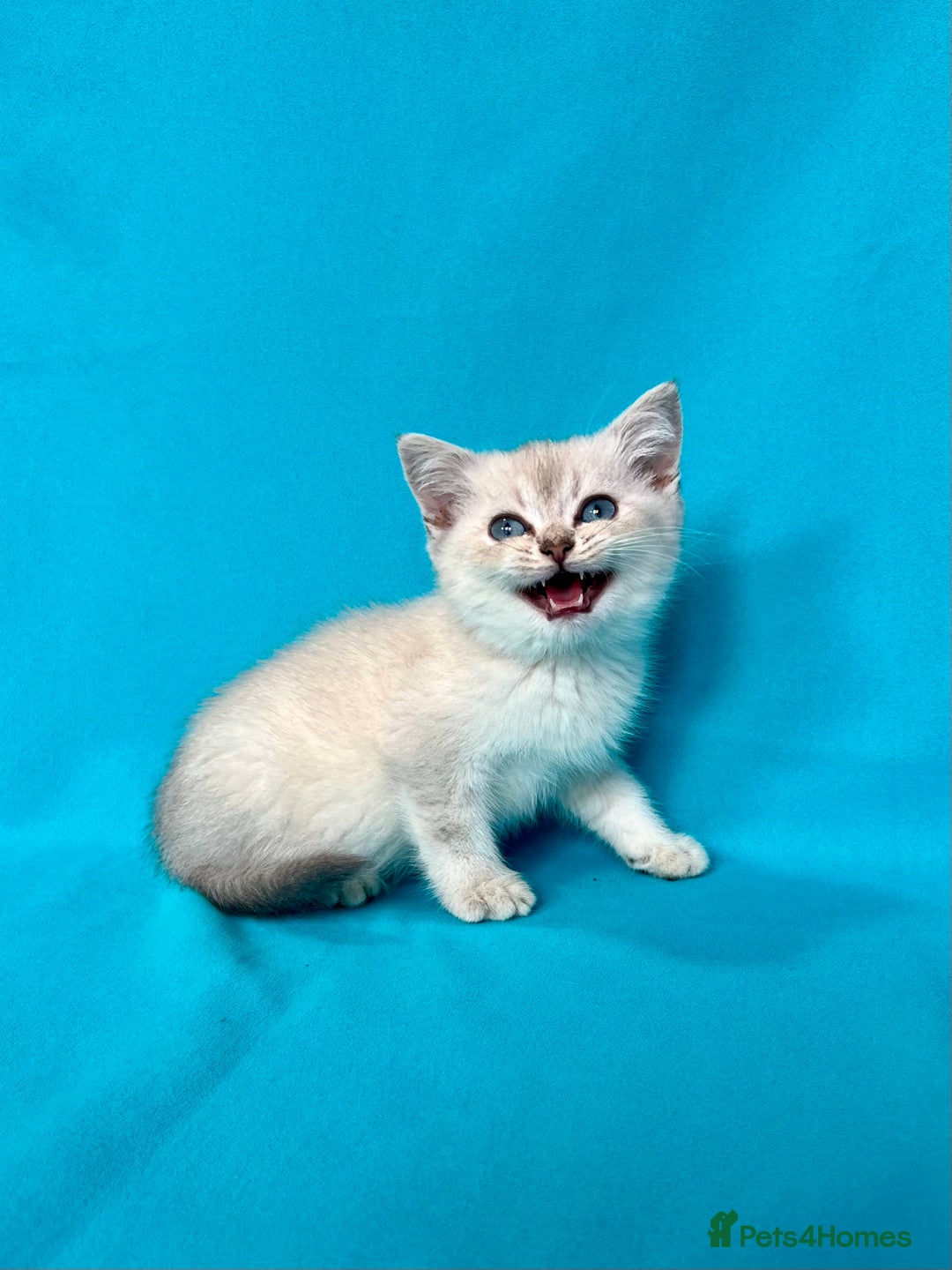 British Shorthair cats for sale: 🐾Purebred BSH kittens🐾 - Image 4