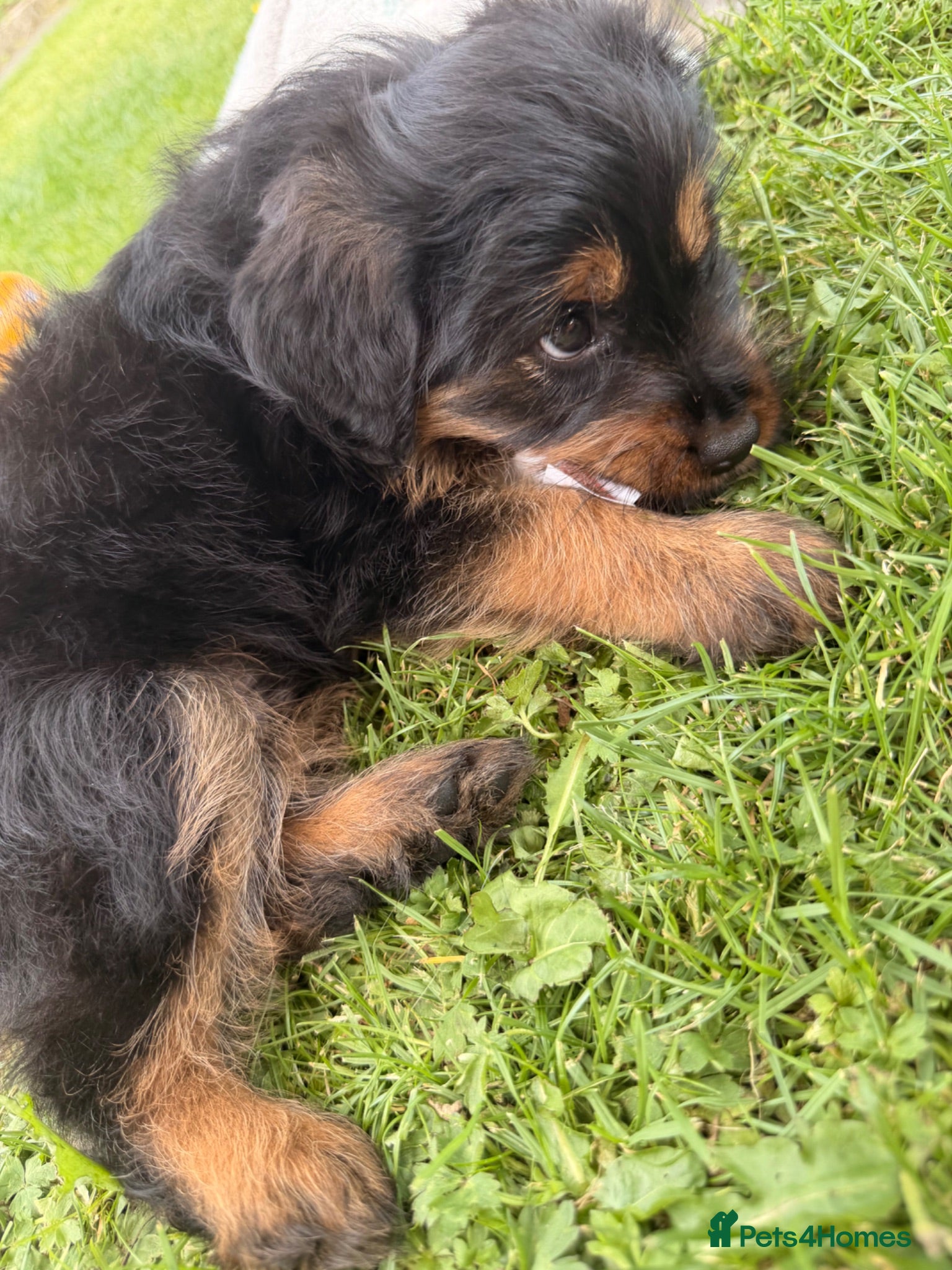 Rottweiler dogs Rottweiler fluffy puppy - Advert 2