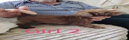 Norfolk Terrier dogs for sale: Norfolk Terrier Puppies  in Wellingborough - Advert 10