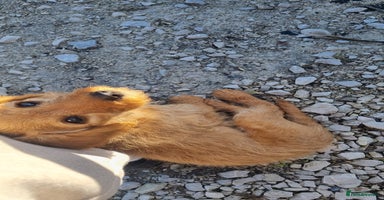 Labradoodle dogs - Advert 14