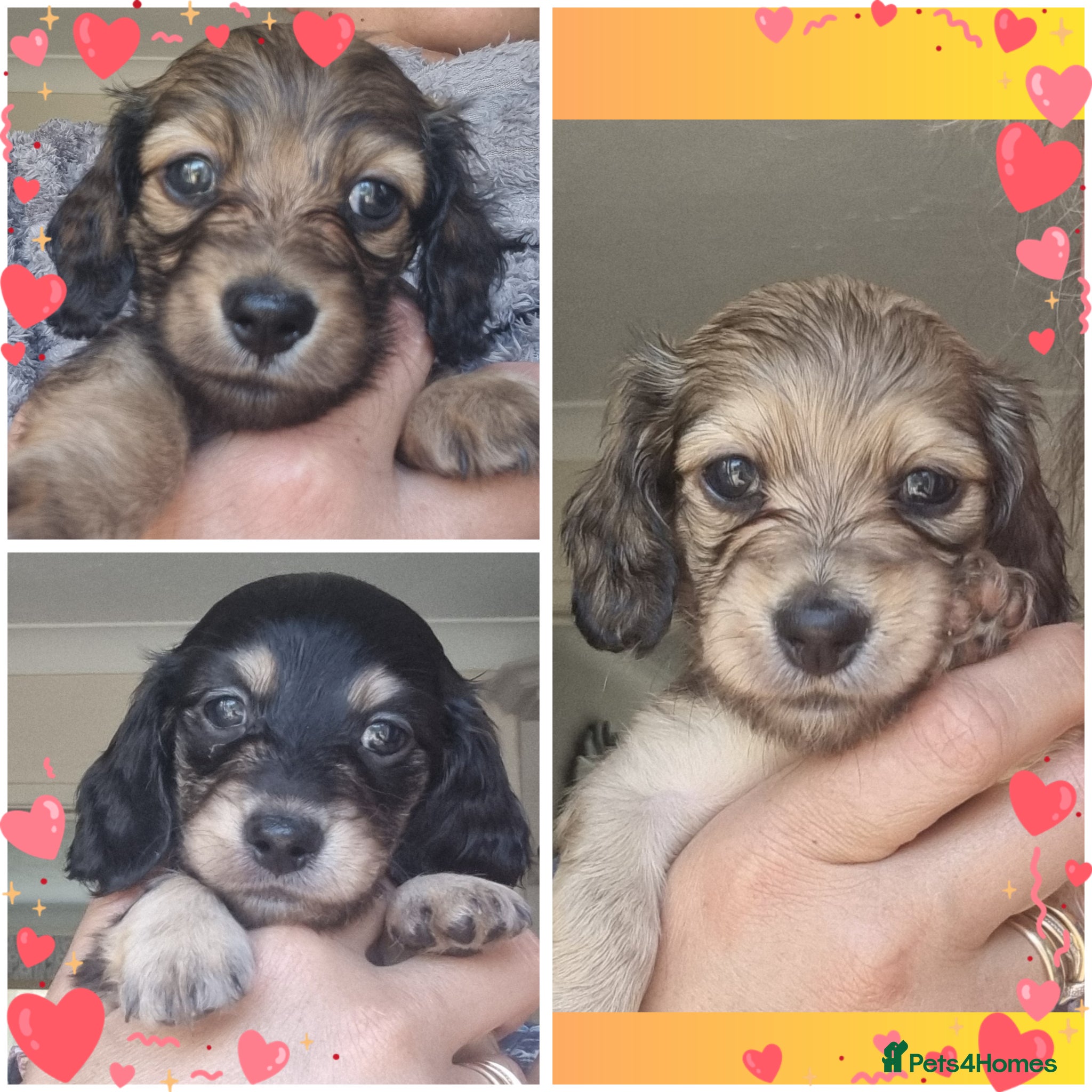 Miniature Dachshund dogs 🌟KC reg.Miniature LH Dachshund Puppies 🌟  - Advert 7