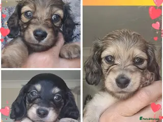 Miniature Dachshund dogs 🌟KC reg.Miniature LH Dachshund Puppies 🌟 - Advert 7