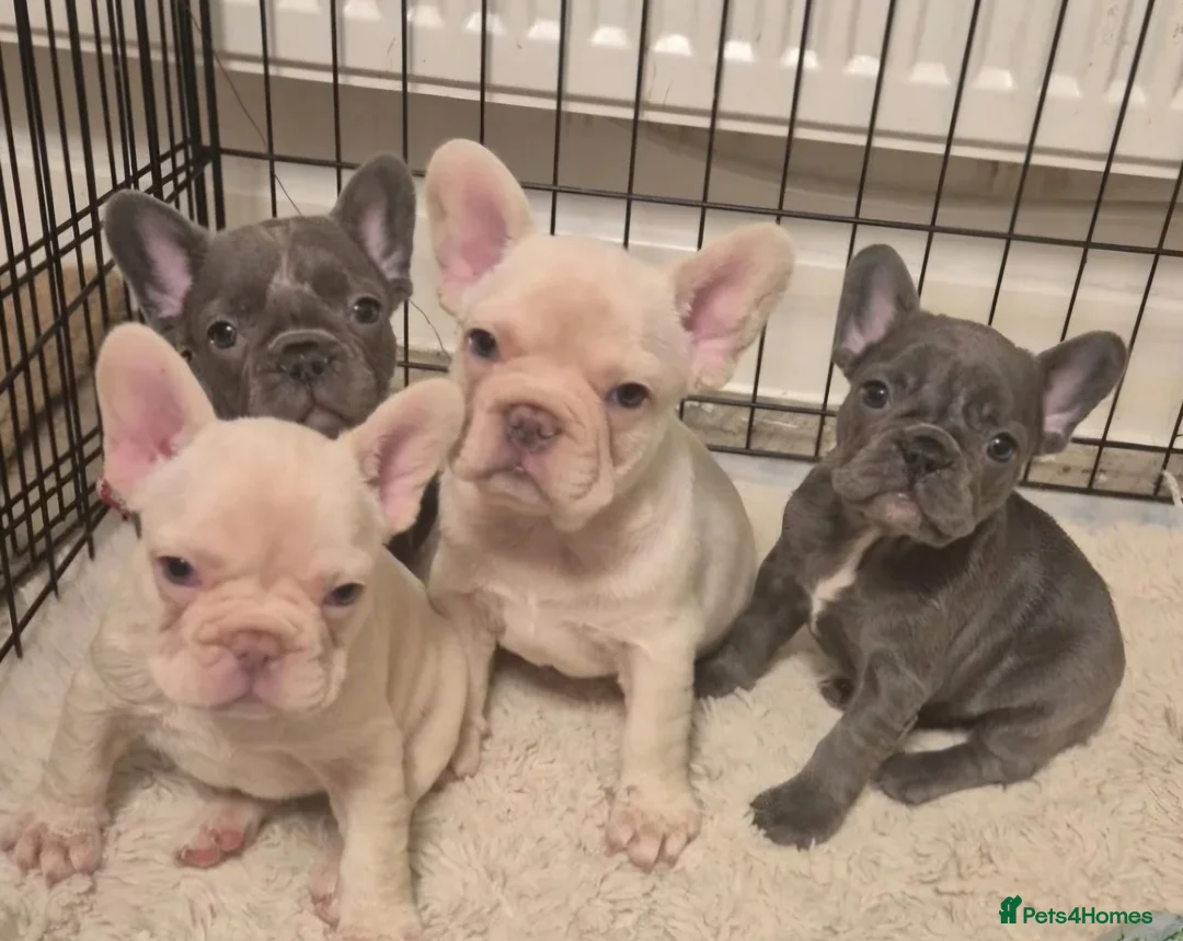 French Bulldog dogs for sale: French bulldog puppies  - Advert 2