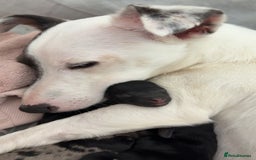 Jackapoo dogs for sale: Beautiful jackapoo’s  - Image 16