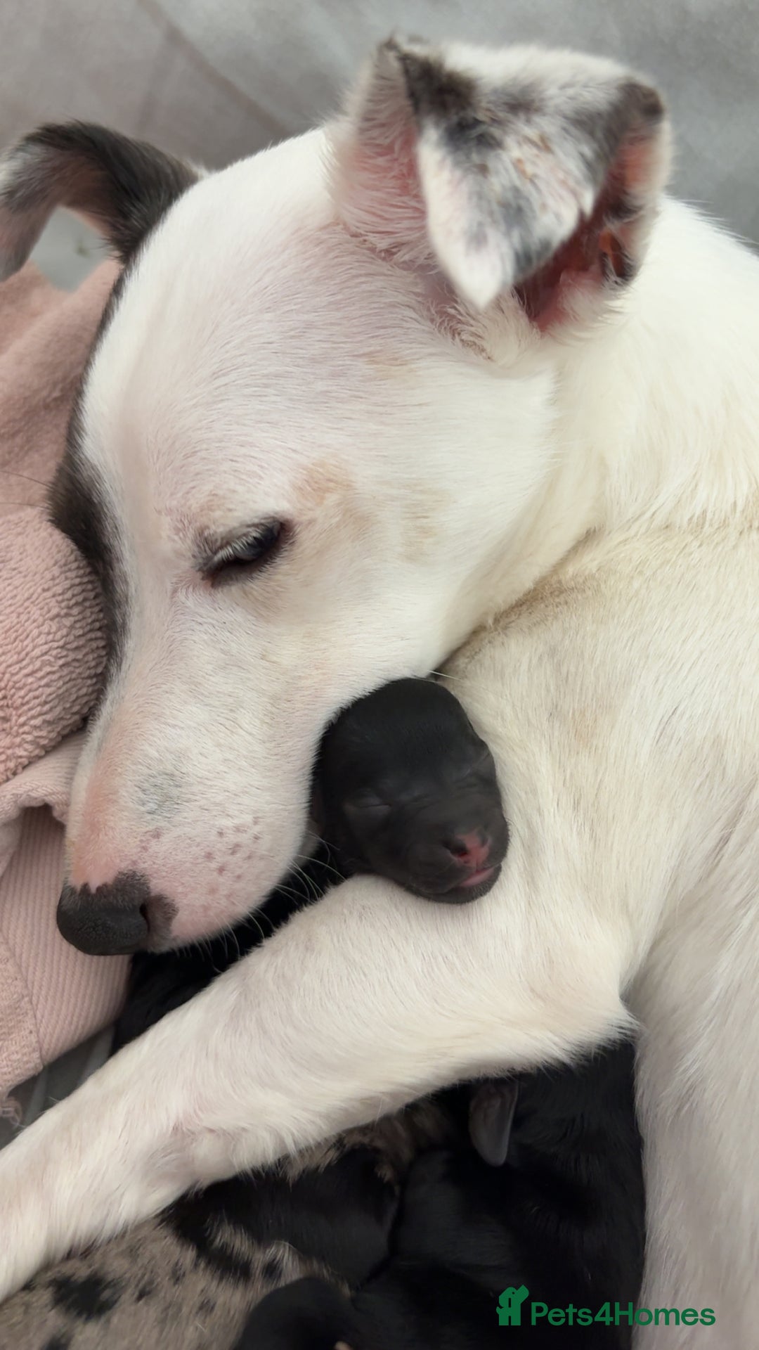 Jackapoo dogs for sale: Beautiful jackapoo’s  - Image 16