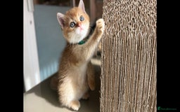 Scottish Fold cats for sale: TICA-Registered Scottish Straight/Fold Kittens  - Image 9
