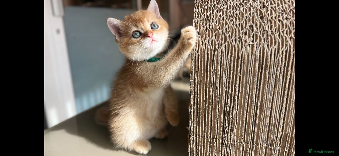 Scottish Fold cats for sale: TICA-Registered Scottish Straight/Fold Kittens  - Image 9